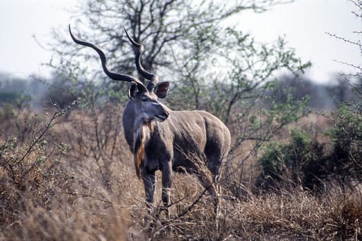 Kudu (Tragelaphus strepsiceros), Kruger National Park, Mpumalanga, South Africa