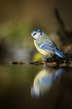 Eurasian blue tit, cyanistes caeruleus, looking to the reflection in water. Blue and yellow songbird sitting on riverside in spring. Color feathered animal resting next to river.