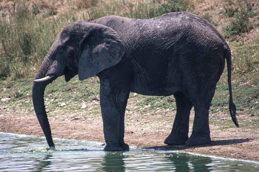 Elephant (Loxodonta africana), Kruger National Park, Mpumalanga, South Africa