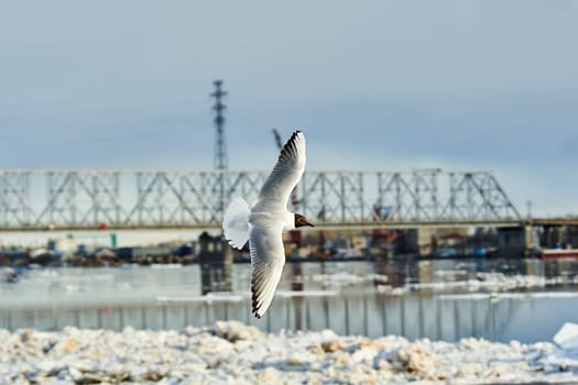 a seagull soaring in a blue sky with clouds. High quality photo