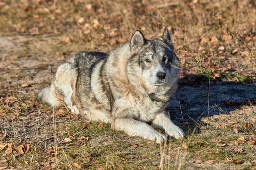 the yard dog is lying on the lawn. High quality photo