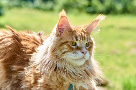 ginger cat looks into the camera close-up, meikun. High quality photo