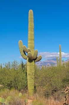 Saguaro Cactus in the Autumn Desert in Saguaro National Park in Arizona