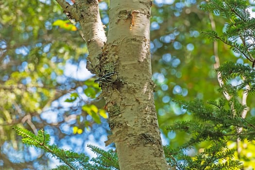 A Black and White Warbler in a Tree in the Rocks Provincial Park in New Brunswick