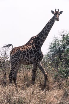 Giraffe (Giraffa camelopardalis), Kruger National Park, Mpumalanga, South Africa