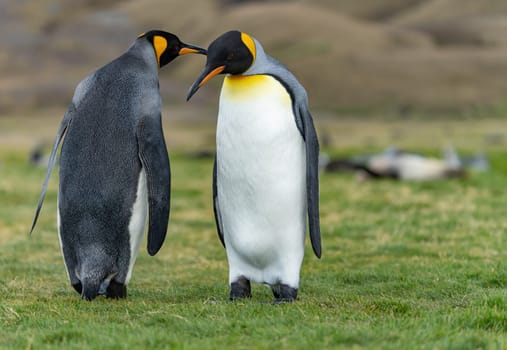 Pair of 2 King Penguins (APTENODYTES PATAGONICUS) on South Georgia isolated against green background