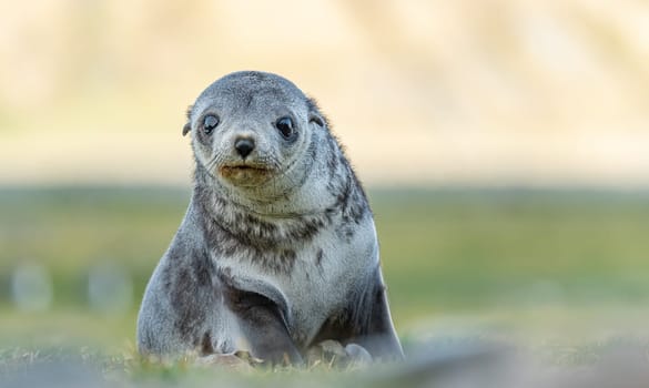 Young Antarctic fur seal , Antarctic fur seal (Arctocephalus gazella) in South Georgia in its natural environment