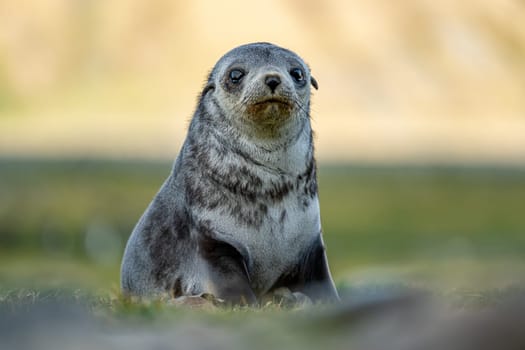 Young Antarctic fur seal , Antarctic fur seal (Arctocephalus gazella) in South Georgia in its natural environment