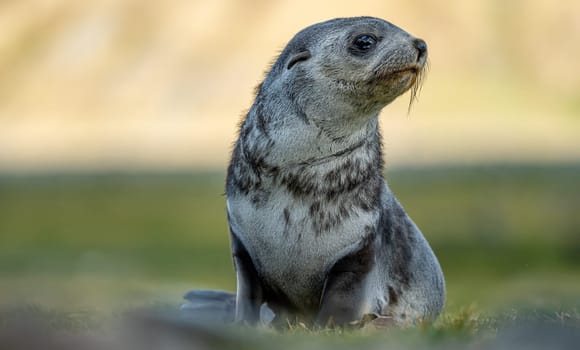 Young Antarctic fur seal , Antarctic fur seal (Arctocephalus gazella) in South Georgia in its natural environment
