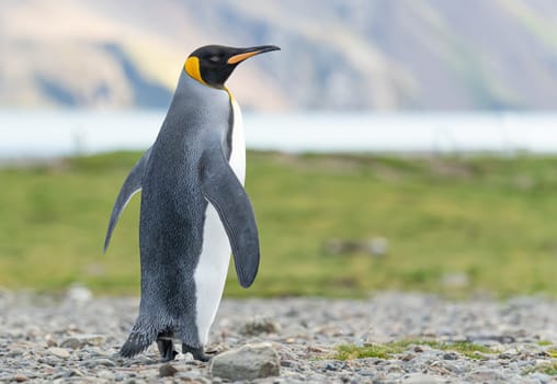 individual king penguin King penguin (APTENODYTES PATAGONICUS) in South Georgia poses on beach
