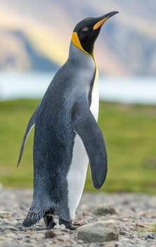 individual king penguin King penguin (APTENODYTES PATAGONICUS) in South Georgia poses on beach