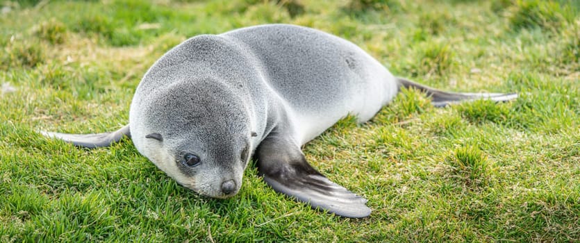 Young Antarctic fur seal , Antarctic fur seal (Arctocephalus gazella) in South Georgia in its natural environment