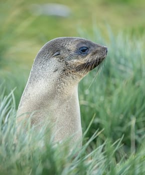 Young Antarctic fur seal , Antarctic fur seal (Arctocephalus gazella) in South Georgia in its natural environment