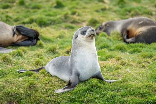 Young Antarctic fur seal , Antarctic fur seal (Arctocephalus gazella) in South Georgia in its natural environment