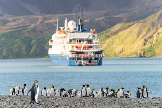 Tourists in zodiacs of an Antarctic expedition ship disembarking in Fortuna Bay on the north coast of South Georgia with king penguins in the foreground