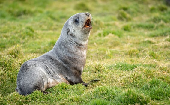 Young Antarctic fur seal , Antarctic fur seal (Arctocephalus gazella) in South Georgia in its natural environment