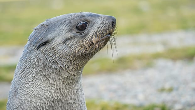 Young Antarctic fur seal , Antarctic fur seal (Arctocephalus gazella) in South Georgia in its natural environment