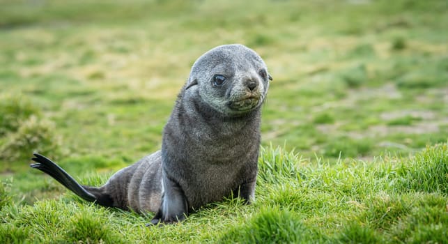 Young Antarctic fur seal , Antarctic fur seal (Arctocephalus gazella) in South Georgia in its natural environment
