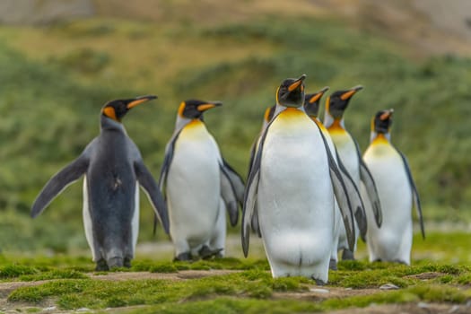Group of King Penguins (APTENODYTES PATAGONICUS) on South Georgia