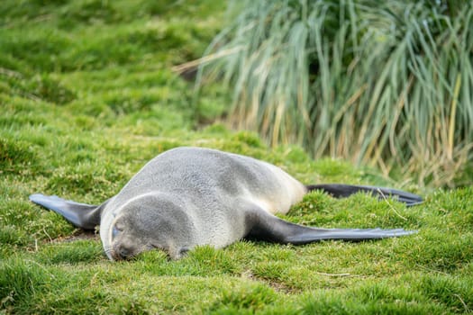 Young Antarctic fur seal , Antarctic fur seal (Arctocephalus gazella) in South Georgia in its natural environment