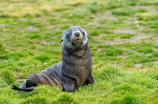 Young Antarctic fur seal , Antarctic fur seal (Arctocephalus gazella) in South Georgia in its natural environment
