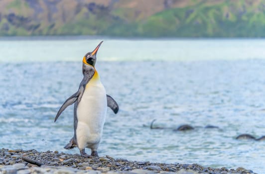 individual king penguin King penguin (APTENODYTES PATAGONICUS) in South Georgia poses on beach