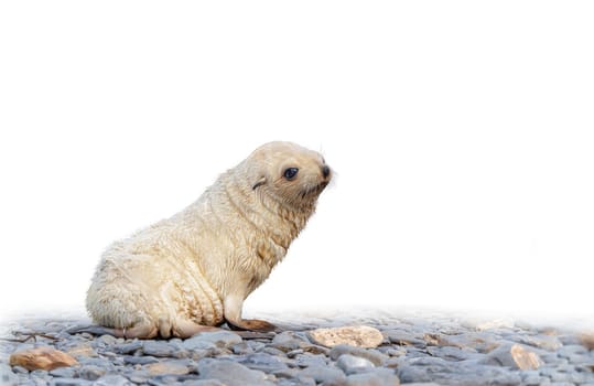 rare, light-coloured, pale blond, exposed, Antarctic fur seal baby (Arctocephalus gazella) on South Georgia, home to over 95% of the world's Antarctic seal population