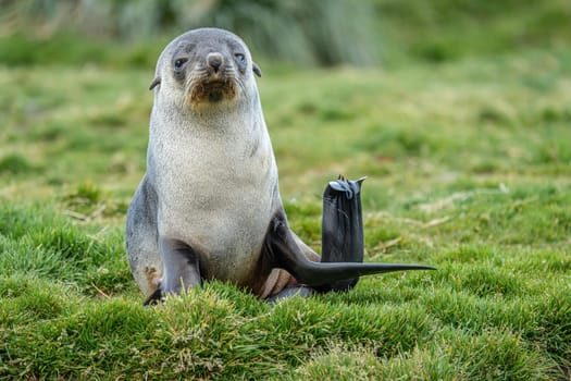 Young Antarctic fur seal , Antarctic fur seal (Arctocephalus gazella) in South Georgia in its natural environment