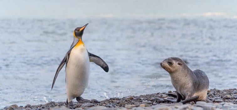 individual king penguin King penguin (APTENODYTES PATAGONICUS) in South Georgia poses on beach