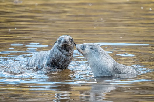 Young Antarctic fur seal , Antarctic fur seal (Arctocephalus gazella) in South Georgia in its natural environment