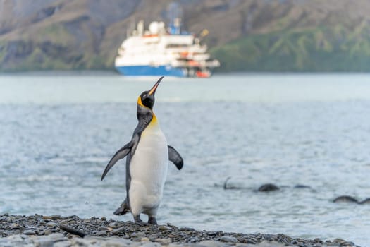 Tourists in zodiacs of an Antarctic expedition ship disembarking in Fortuna Bay on the north coast of South Georgia with king penguins in the foreground