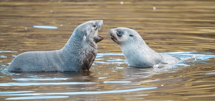 Young Antarctic fur seal , Antarctic fur seal (Arctocephalus gazella) in South Georgia in its natural environment