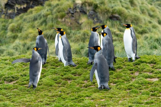 Group of King Penguins (APTENODYTES PATAGONICUS) on South Georgia