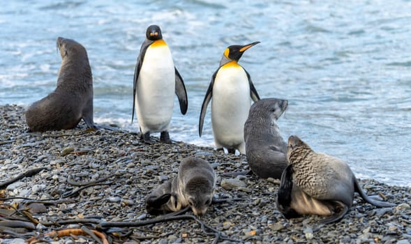 King penguins and Antarctic fur seals coexist across species on the beach of South Georgia