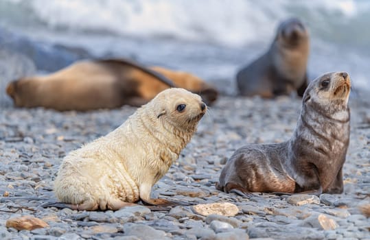 rare, light-coloured, pale blond, exposed, Antarctic fur seal baby (Arctocephalus gazella) on South Georgia, home to over 95% of the world's Antarctic seal population