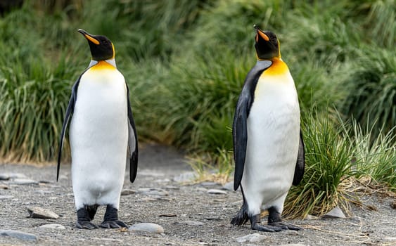 Pair of 2 King Penguins (APTENODYTES PATAGONICUS) on South Georgia isolated against green background