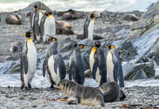 King penguins and Antarctic fur seals coexist across species on the beach of South Georgia
