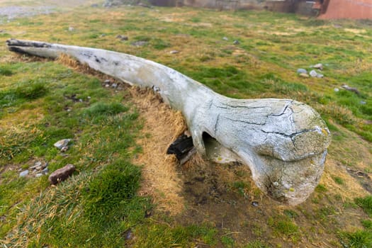 Old whalebone on the beach of the now abandoned whaling station in Grytviken -on the island of South Georgia.