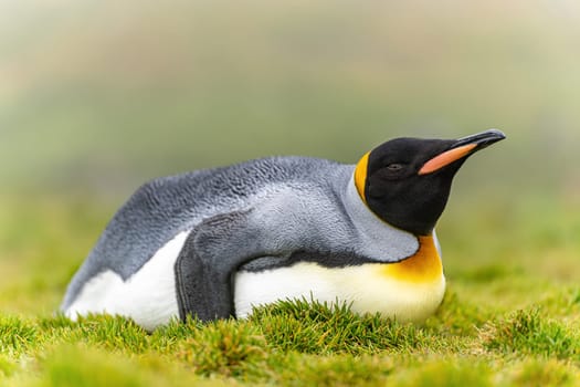 individual king penguin (APTENODYTES PATAGONICUS) lies relaxed on its belly in green grass of South Georgia, looking ahead