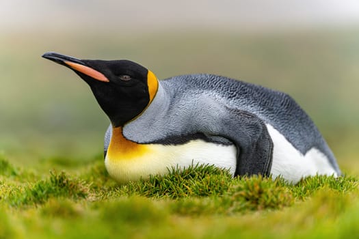 individual king penguin (APTENODYTES PATAGONICUS) lies relaxed on its belly in green grass of South Georgia, looking ahead