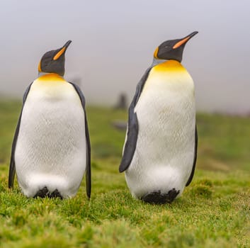 Pair of 2 King Penguins (APTENODYTES PATAGONICUS) on South Georgia isolated against green background