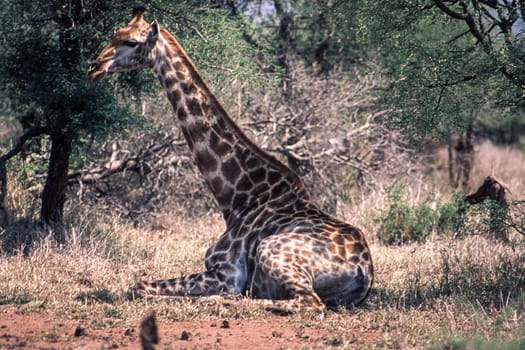 Giraffe (Giraffa camelopardalis), Kruger National Park, Mpumalanga, South Africa