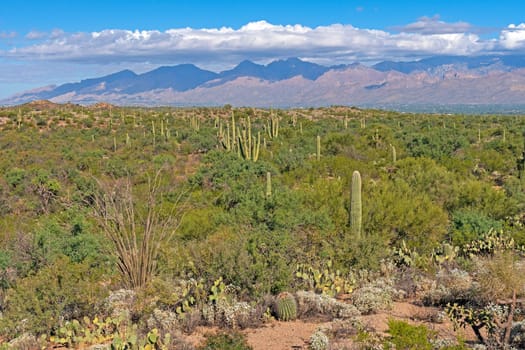 Cactus Garden in the Shadow of Desert Mountains at Saguaro National Park in Arizona