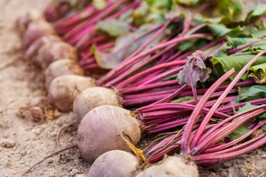 Batch of freshly plucked beetroot on ground closeup. Arrange ripe beet in row. Plant growing, seasonal big harvest. Vegetables cultivation and gardening. Healthy and nitrate free food.