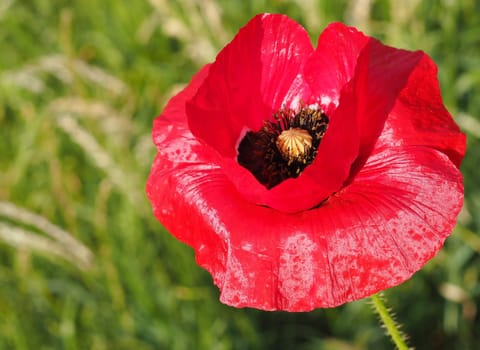 Poppy
