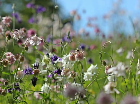 Akelei meadow with bee