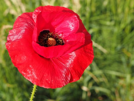 Poppy