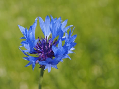 Cornflower