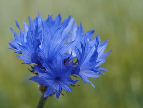 Cornflower