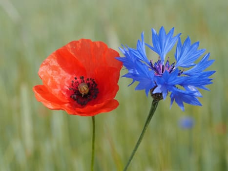 Poppy + Cornflower